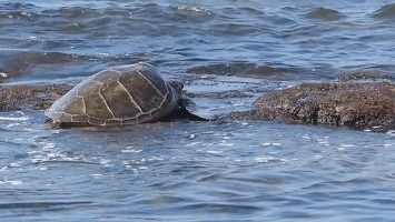 Video: Turtle heading out
